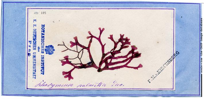 Rhodymenia pseudopalmata.jpg